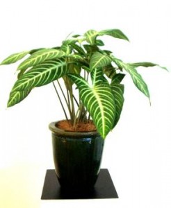 Caladium lindenii